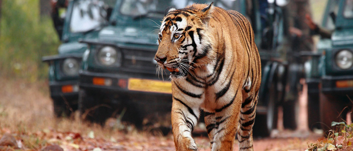 Golden Triangle with Tigers 7 Nights & 8 Days